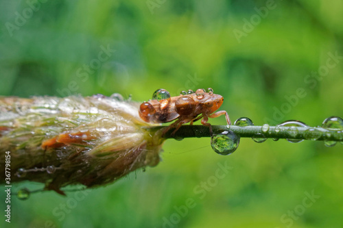 Leafhopper on a grass covered with water droplets after a rain shower. photo