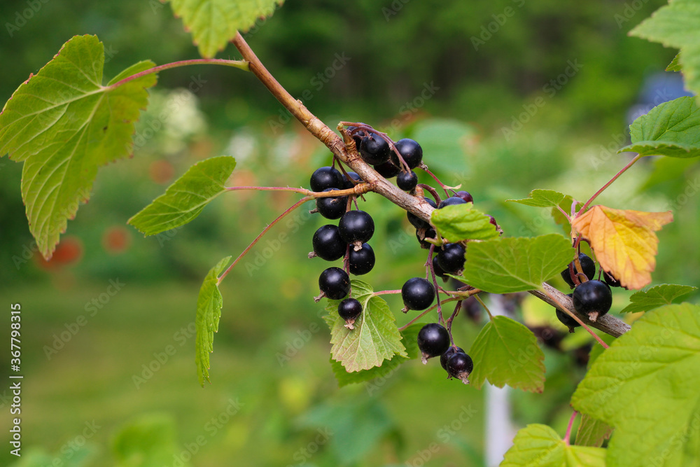 Ripe blackcurrant berries on a branch with leaves on a green background. Ripe blackcurrant berries on a branch with leaves on a green background.
