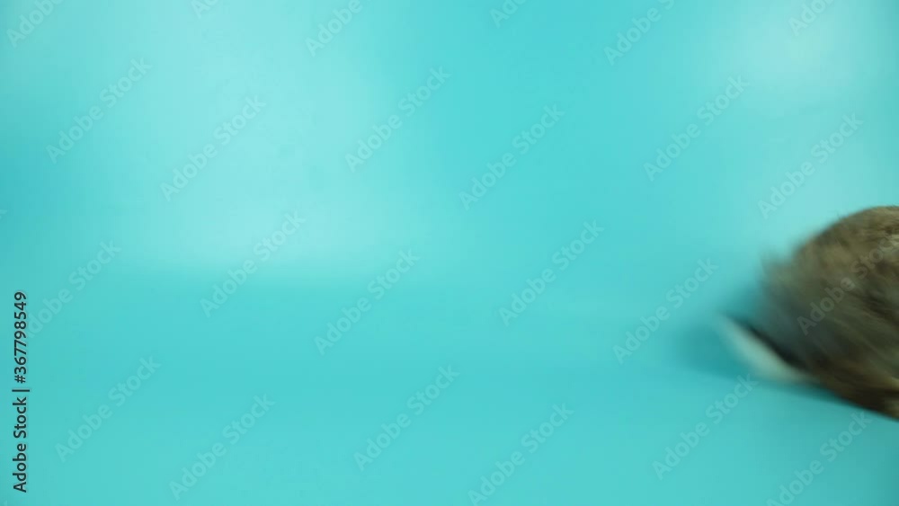 Adorable baby cute white and brown bunny rabbit learning stand while looking at something on blue background. Lovely newborn rabbit sitting in studio. Easter concept and free space.