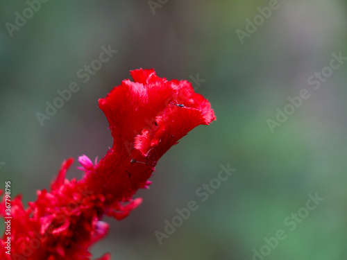 Red color Celosia flower or woolf flowers, ornamental plants photo