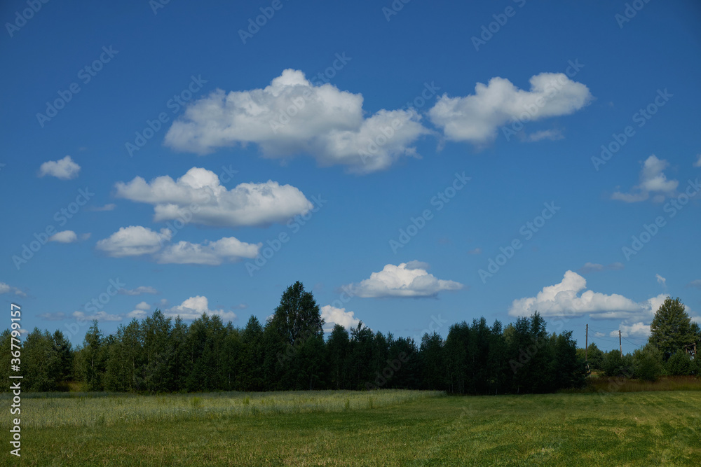 Landscape of a meadow with the distance of the outgoing forest in early autumn.