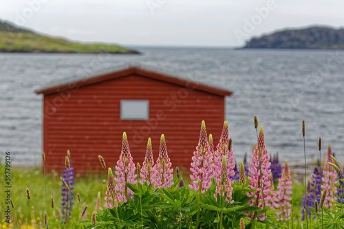Bright colored lupins growing near a fishing stage in rural Newfoundland and Labrador, Canada.