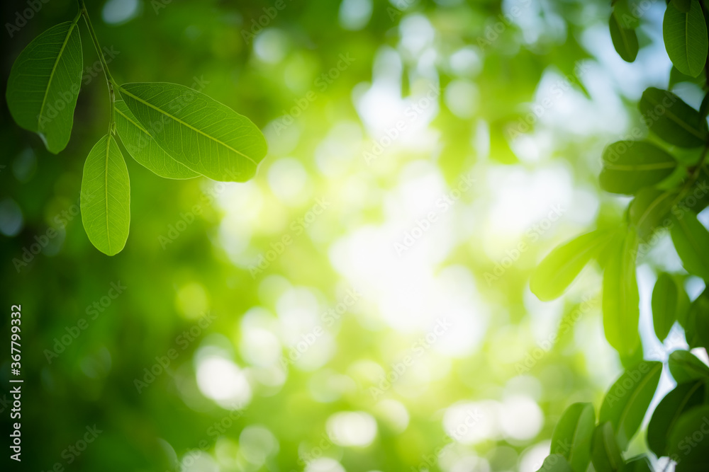 Concept nature view of green leaf on blurred greenery background in garden and sunlight with copy space using as background natural green plants landscape, ecology, fresh wallpaper concept. Concept nature view of green leaf on blurred greenery background in garden and sunlight with copy space using as background natural green plants landscape, ecology, fresh wallpaper concept.