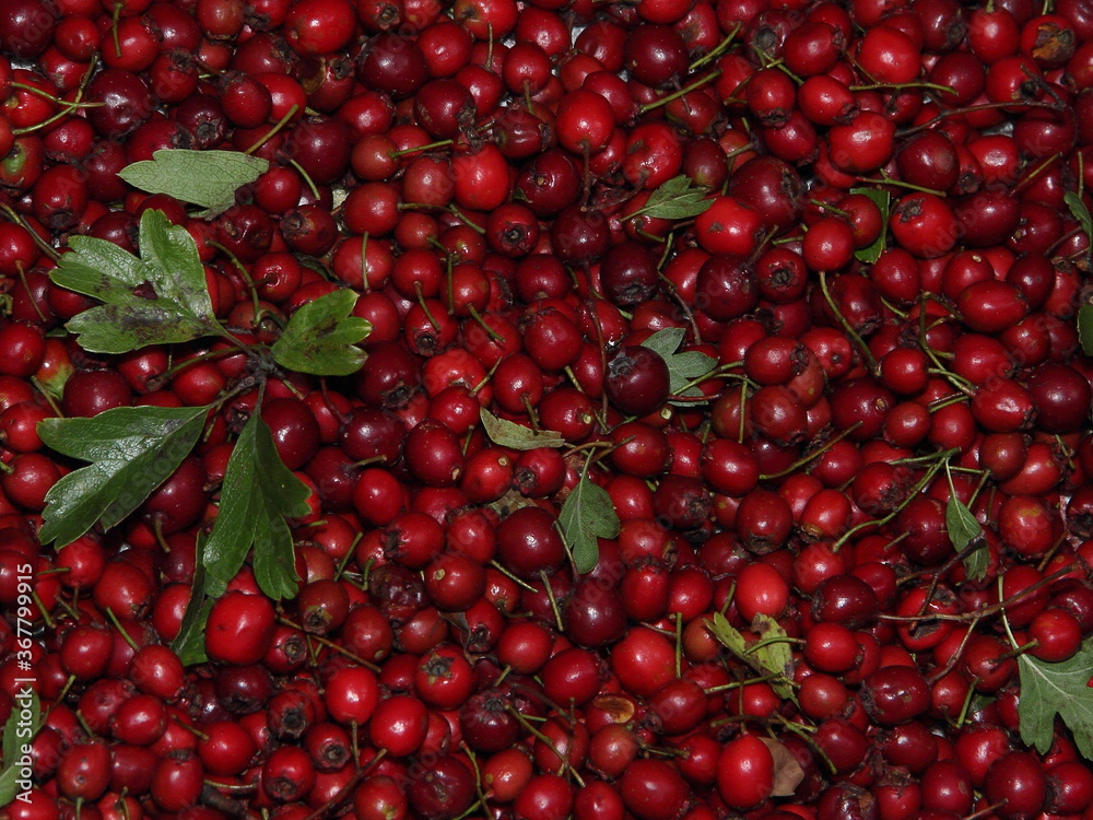 Juicy red berries of hawthorn fruit. Collecting fruits of medicinal plants. Juicy red berries of hawthorn fruit. Collecting fruits of medicinal plants.