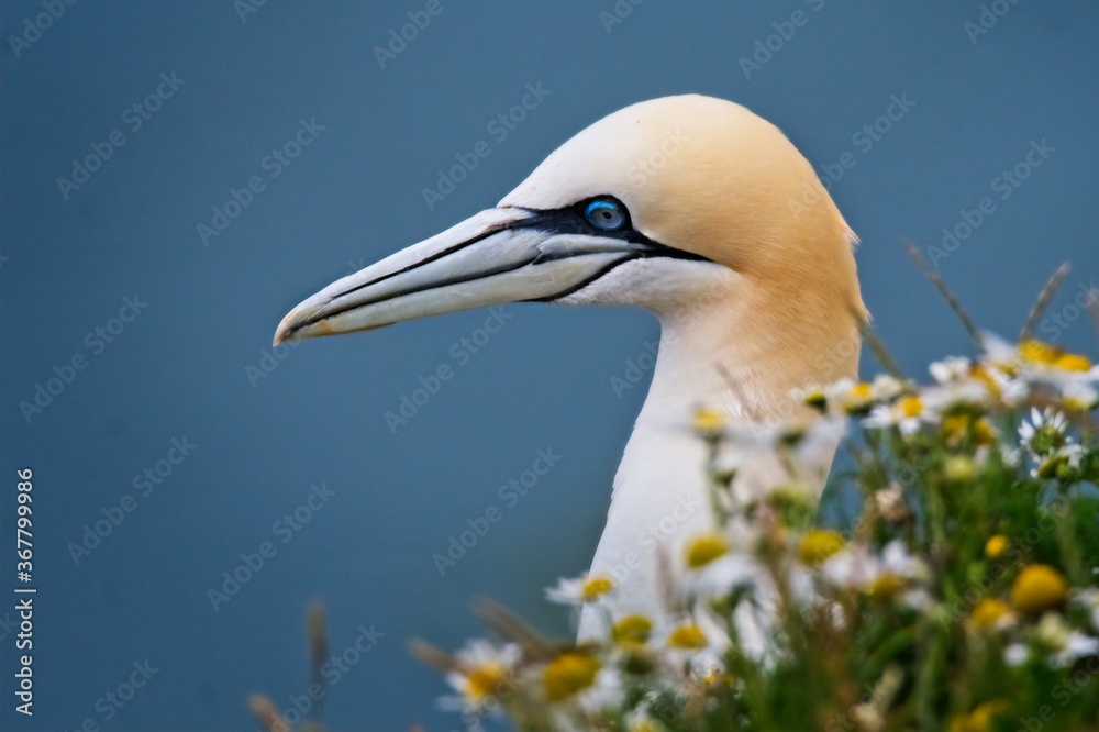 Fototapeta premium northern gannet Morus bassanus on a cliff