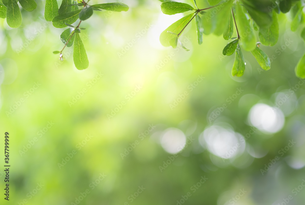 Close up view of green leaf on greenery blurred background and sunlight  in garden using for natural green plant ,ecology and copy space for wallpaper and backdrop.