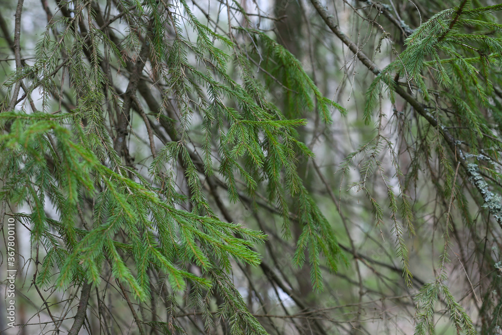 Fototapeta premium Spruce branch. Christmas tree in nature. Green spruce.