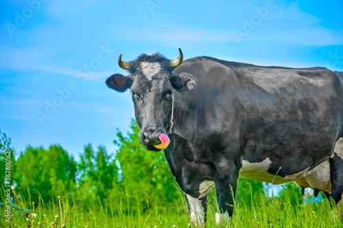 Fototapeta Naklejka Na Ścianę i Meble -  Cattle farming - cow ecological pasture on a meadow. Russian ecological farm