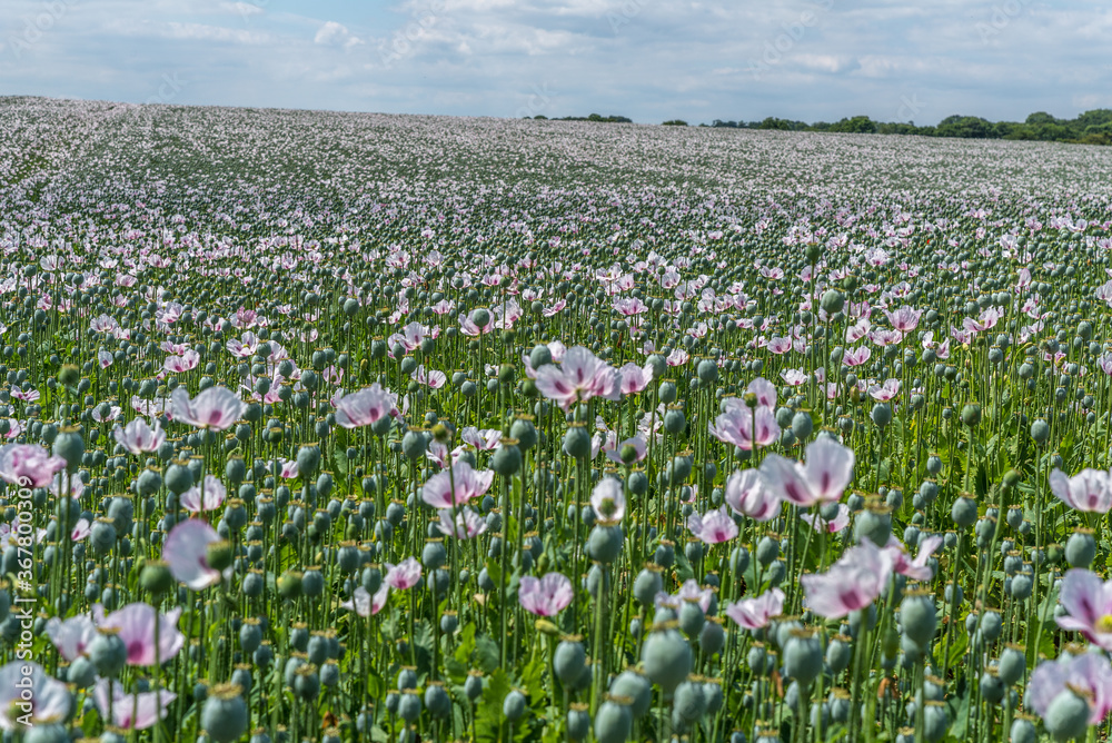 White Poppy Field