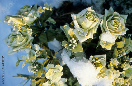 Yellow roses with green foliage in bouquet. Wintertime with snow patches on leaves. Sunshine on petals.