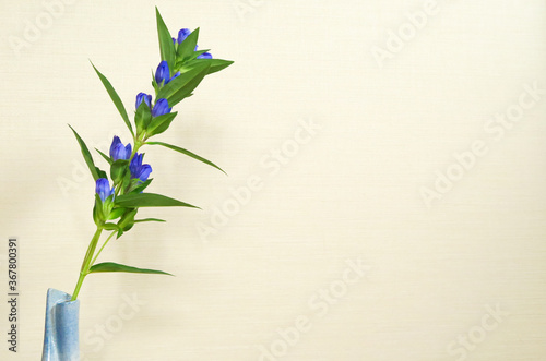 Japanese gentian with the background of Japanese fusuma door.