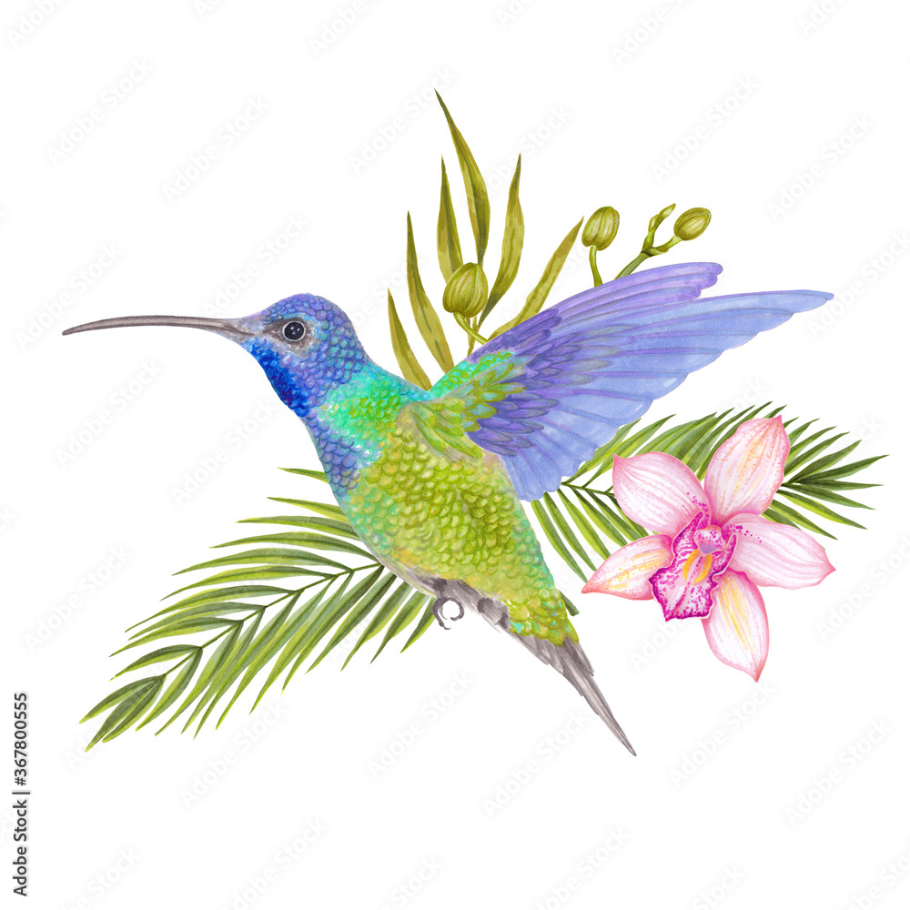 Obraz premium Watercolor tropical colibri hummingbird with orchid flower, bamboo leaves, areca palm.