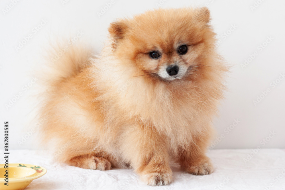 A small, cute, Pomeranian dog sits next to a yellow bowl and looks at the camera