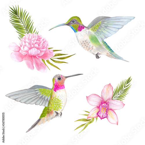 Watercolor tropical colibri hummingbird with orchid and peony flower  bamboo leaves  areca palm.