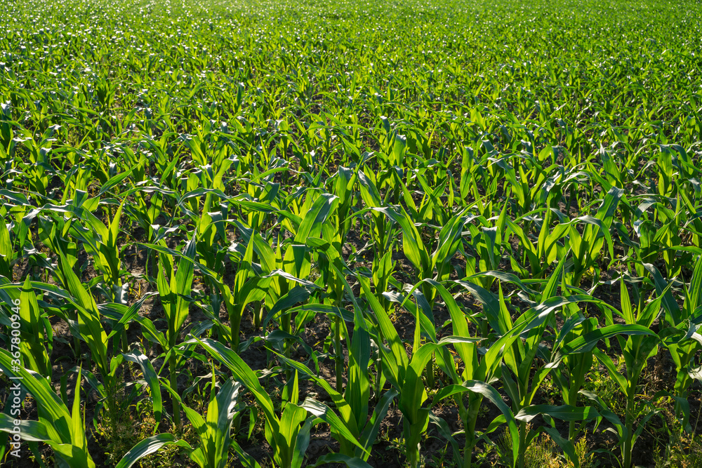Green corn on an agricultural field in the summer. Green corn on an agricultural field in the summer.