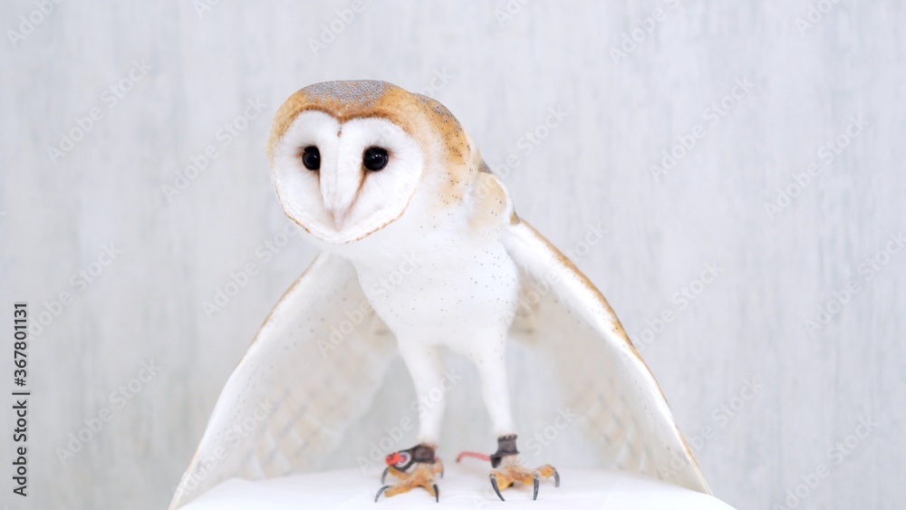 Barn Owl Close-up portrait on white background Focused on the eyes