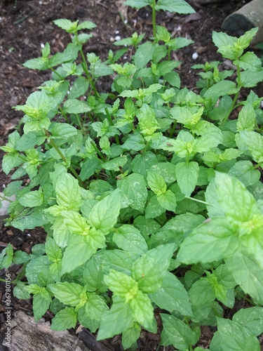 Wallpaper Mural fresh green lettuce Torontodigital.ca
