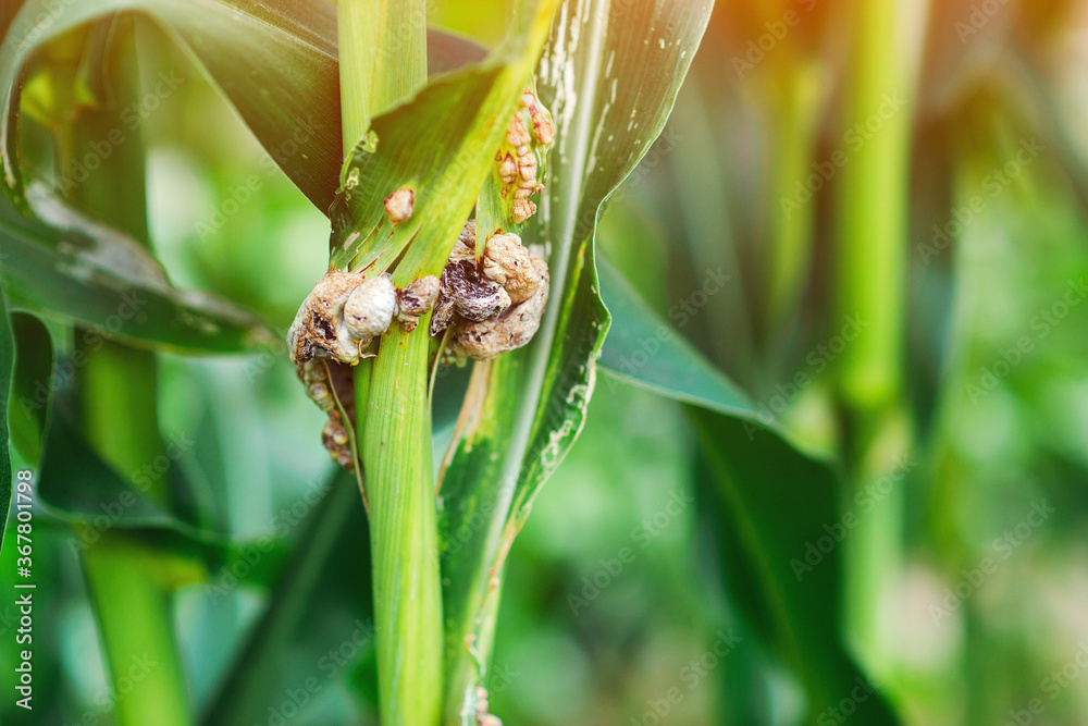 Fototapeta premium Corn cob infested. Corn field in summer with disease corn cob in foreground.