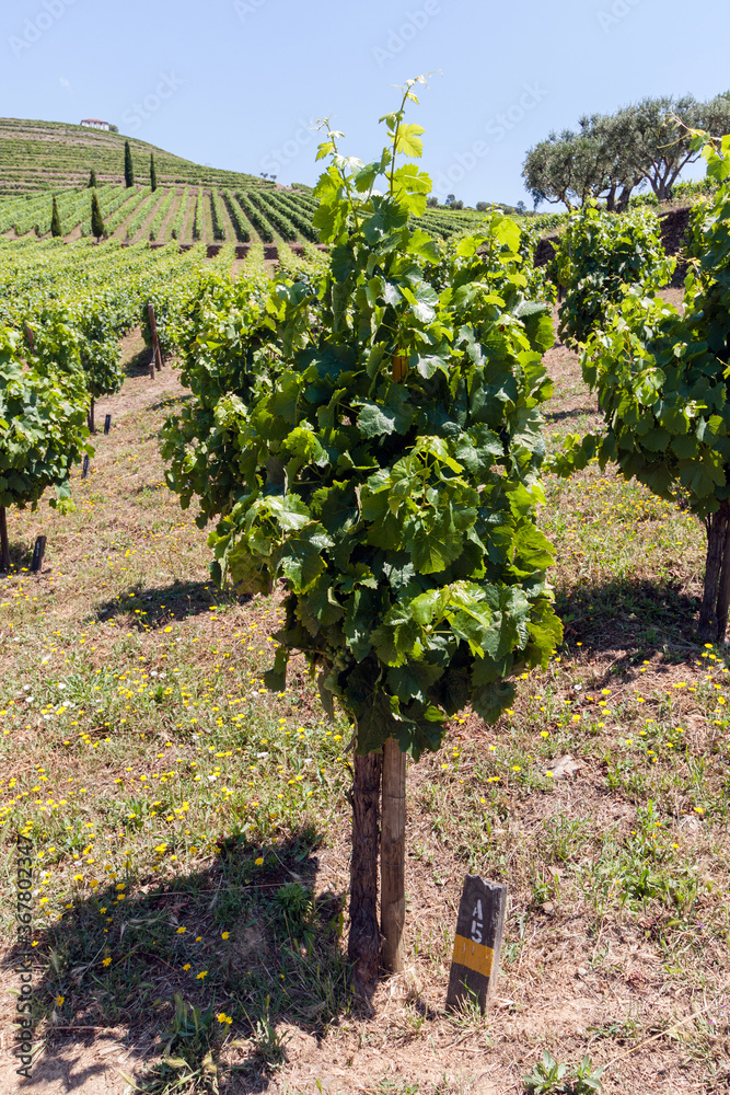 Vineyard in the Douro Valley, Portugal