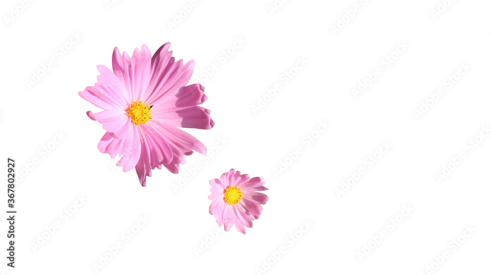 pink cosmos flower isolated on white