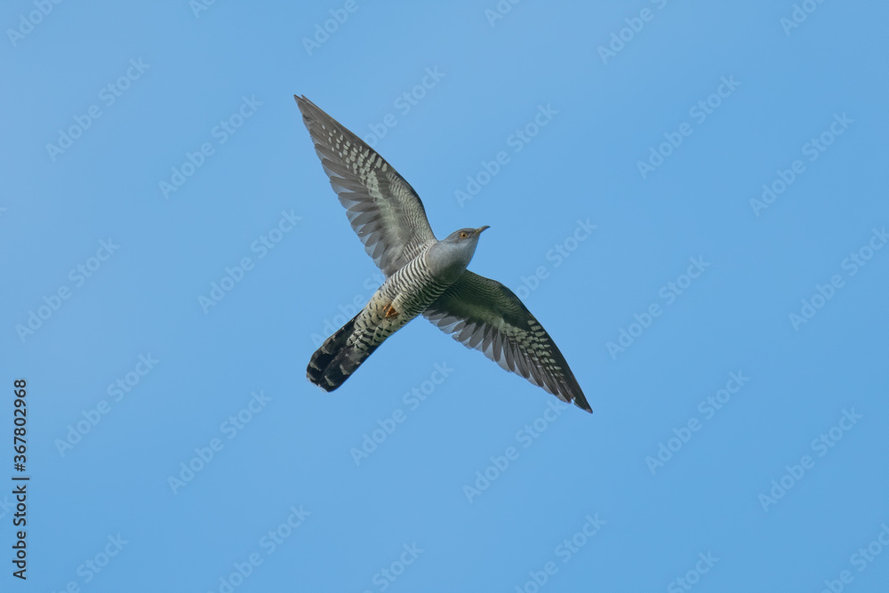 Obraz premium Kuckuck (Cuculus canorus)