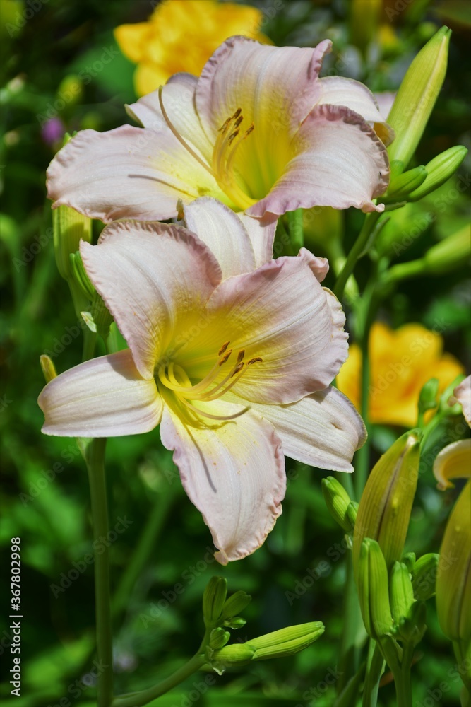 Fototapeta premium yellow flower in the garden