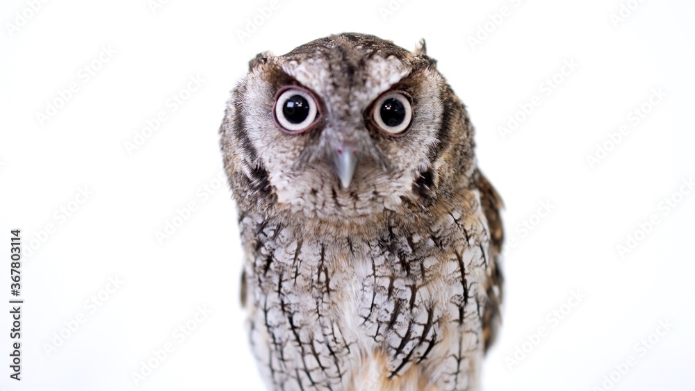 Naklejka premium Tropical Screech Owl Close-up portrait on white background Focused on the eyes