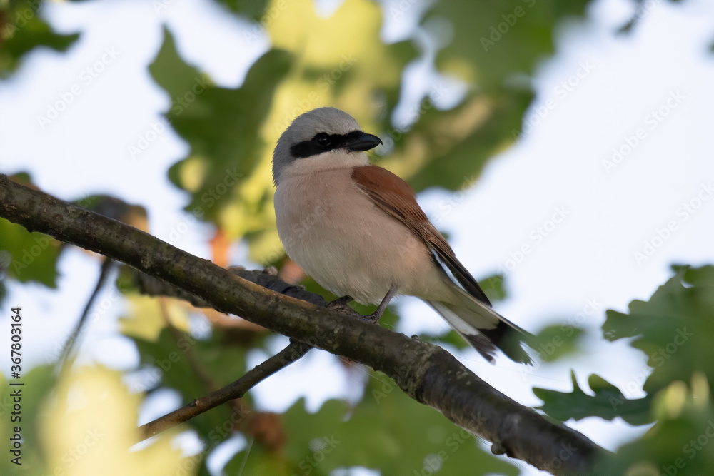 Neuntöter (Lanius collurio) Neuntöter (Lanius collurio)