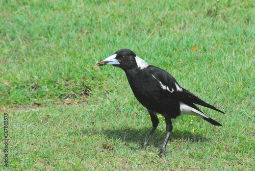 BIRDS- Australia- Close-up of a Magpie With a Cricket in its Beak