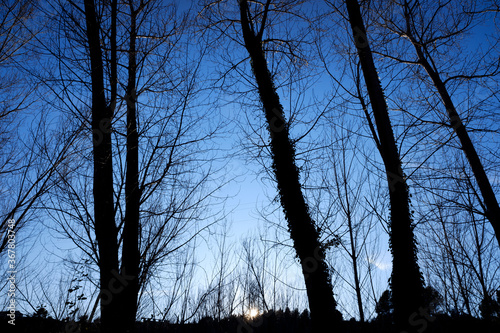 Nice blue sky framed by the silhouette of trees one winter morning.