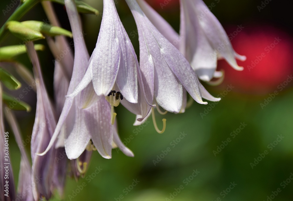Fototapeta premium close up of a pink flower