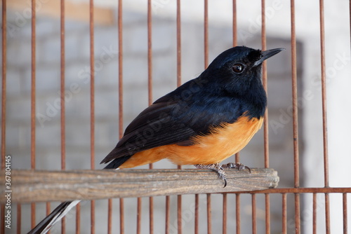 Copsychus Malabaricus or Murai Batu bird with black and yellow color with a long tail in a cage as a pet photo