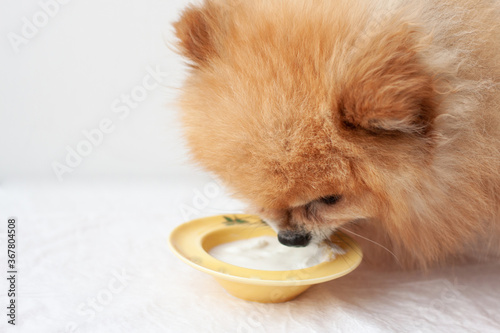 Yellow bowl with yogurt and the head of a small dog Pomeranian close-up, the dog eats yogurt