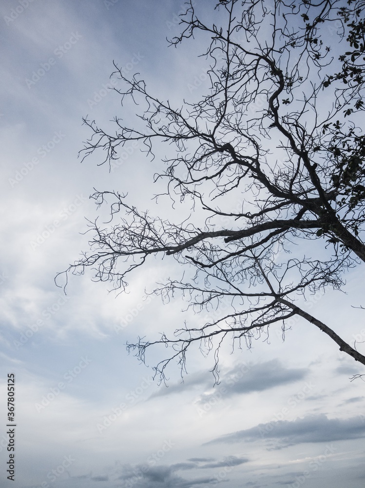 tree in the sky