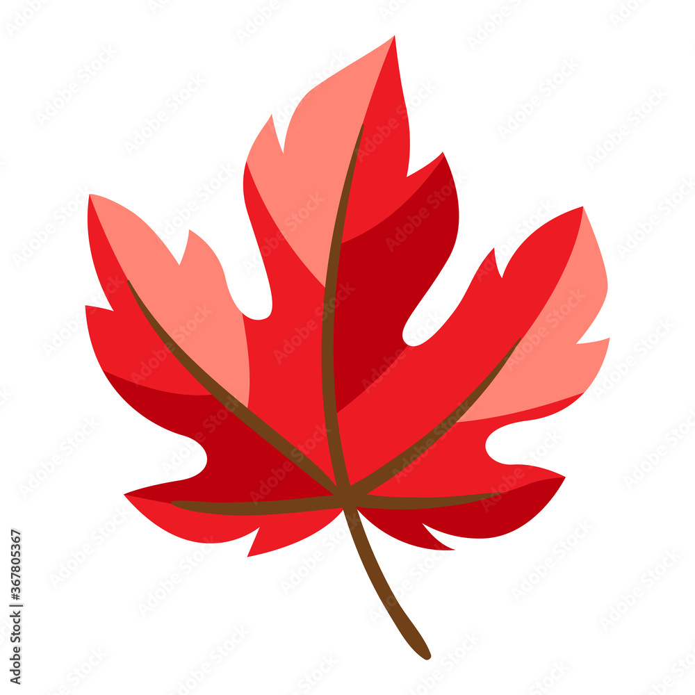Illustration of autumn maple leaf.