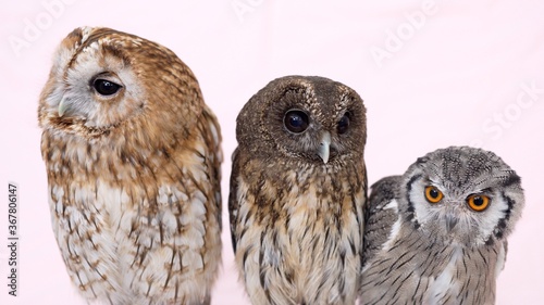 Best Friend's Owl Close-up portrait on pink background Focused on the eyes Mottled Owl Tawny Owl White Faced Scops Owl