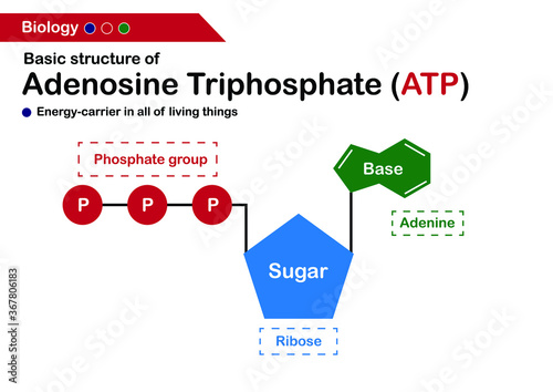 Biology diagram show basic structure of adenosine triphosphate (ATP)