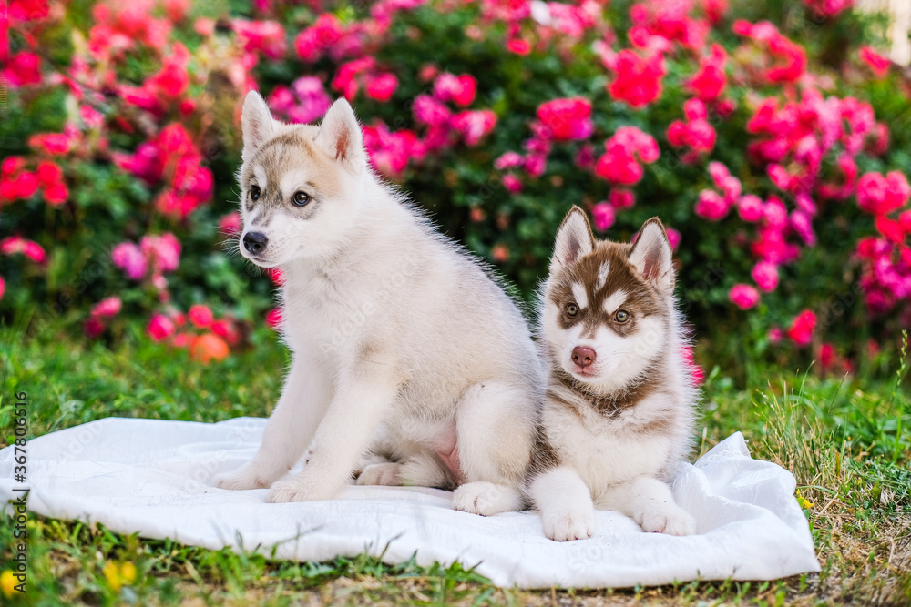 Fototapeta premium happy siberian husky puppies posing outside. Super cute puppies are posing.