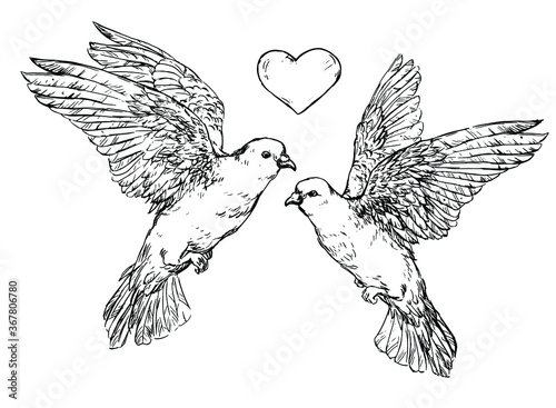 Two doves with heart - illustration. Realistic hand drawn sketch a couple of doves. Two pigeons - wedding design element. Symbol of peace, true love, romance, marriage icon isolated on white
