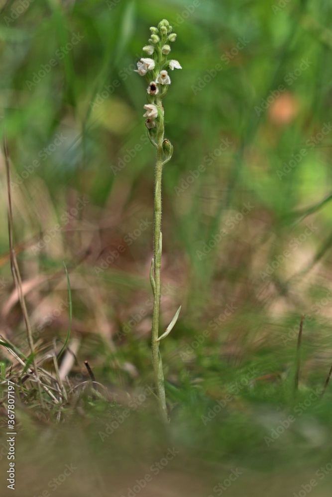 Blühendes Kriechendes Netzblatt (Goodyera repens) mit Käfer Blühendes Kriechendes Netzblatt (Goodyera repens) mit Käfer