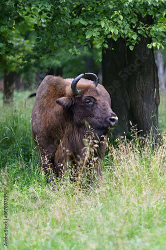 European Bison in the wood