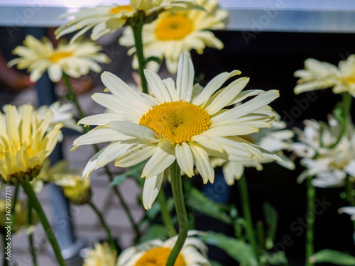 A close up of bright fluffy flower of Leucanthemum maximum