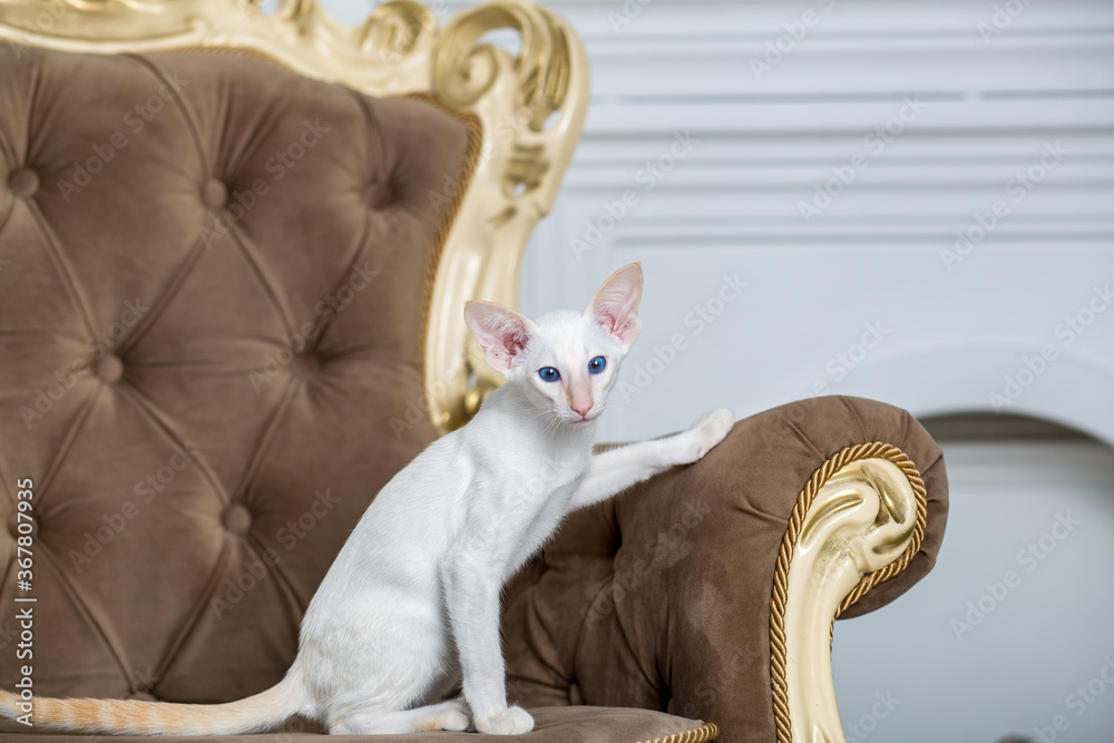 cute white cat on a chair.Beautiful animal.A cat with blue eyes.Beautiful picture