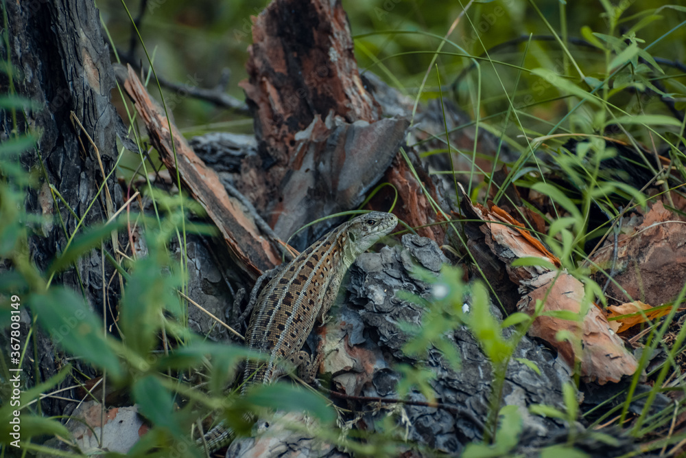The sand lizard (Lacerta agilis) on a wooden beam in the grass. Green lizard close up. The sand lizard (Lacerta agilis) on a wooden beam in the grass. Green lizard close up.