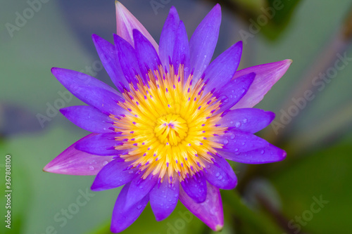 Water lilies aquatic herbs in temperate and tropical climates