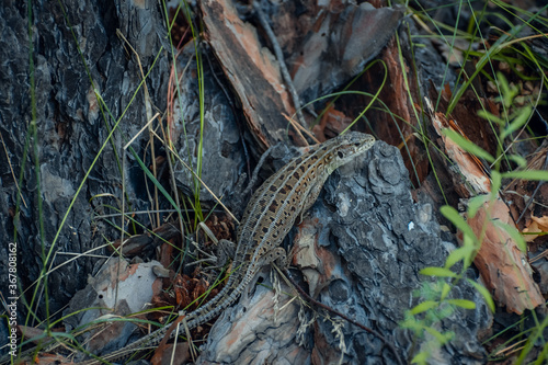 The sand lizard (Lacerta agilis) on a wooden beam in the grass. Green lizard close up.