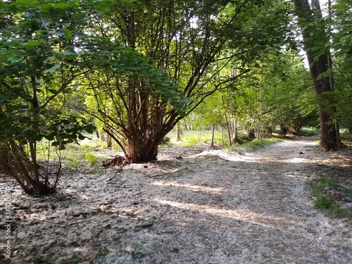 path in the park - Summer in the Ivrea Italy photo