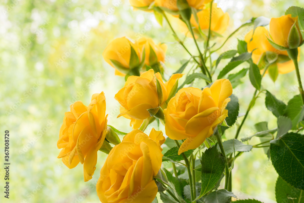 Yellow roses on colorful background