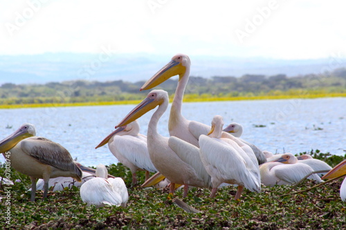 Beautiful close-up of a pelicans family near a lake water in Kenya, Africa
