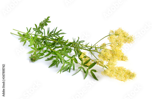 Thalictrum flavum or Meadow-rue isolated on white background